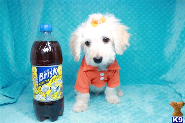lvpuppyheaven Picture 2